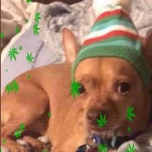 Meet your Posher, Paul